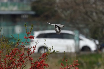 Chinese Grey Shrike Unknown Spots Fri, 3/13/2020