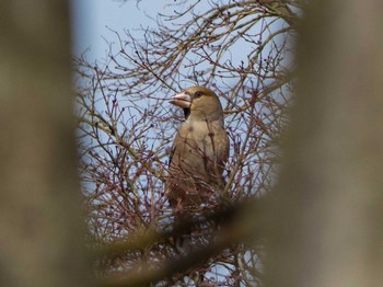 2020年3月13日(金) 舞岡公園の野鳥観察記録