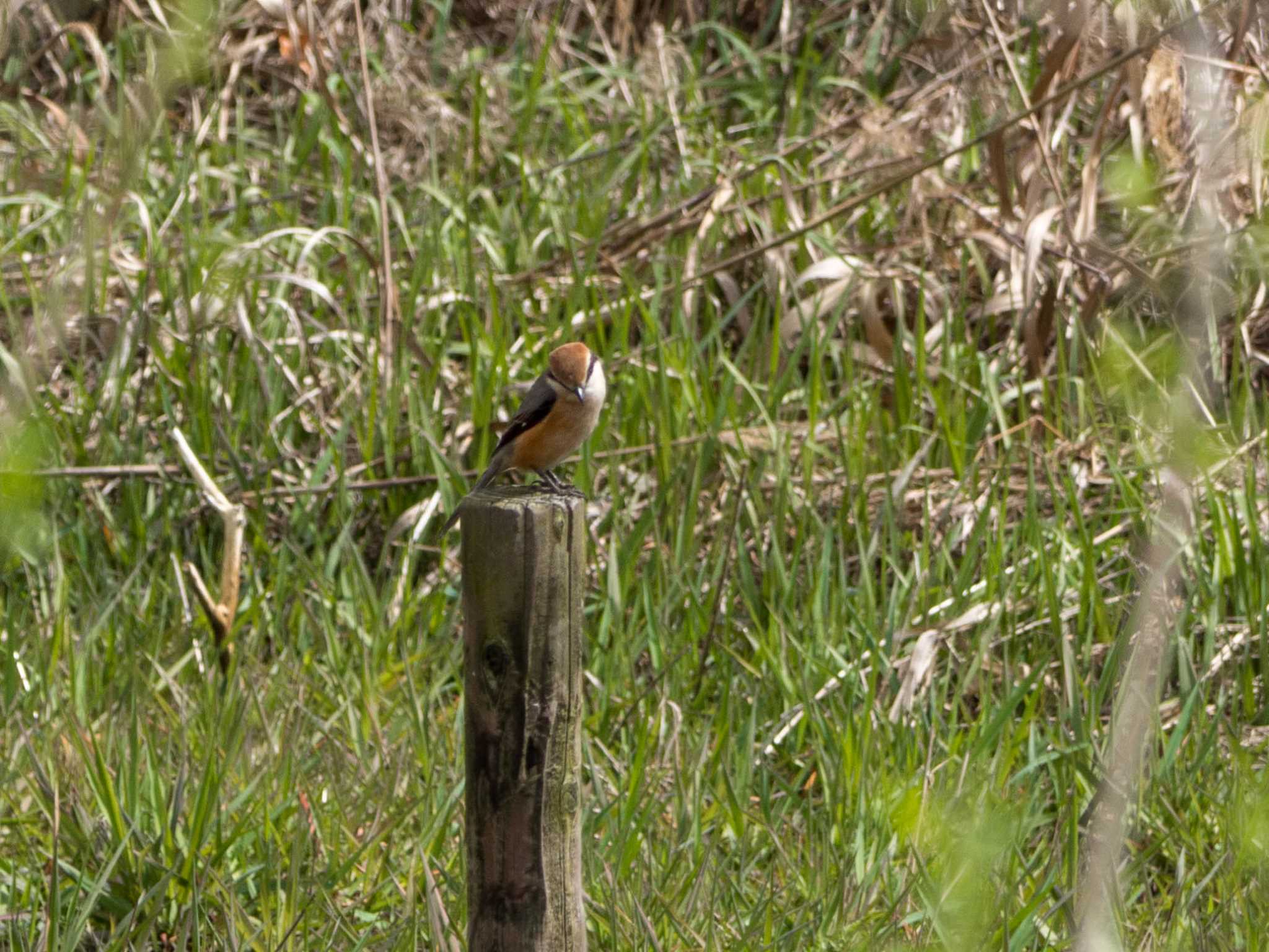 Bull-headed Shrike