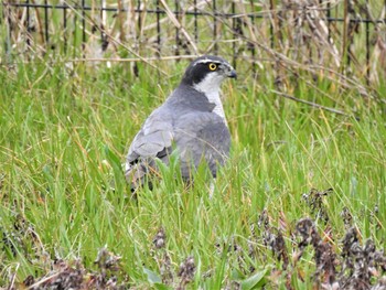 2020年3月13日(金) 小山運動公園の野鳥観察記録