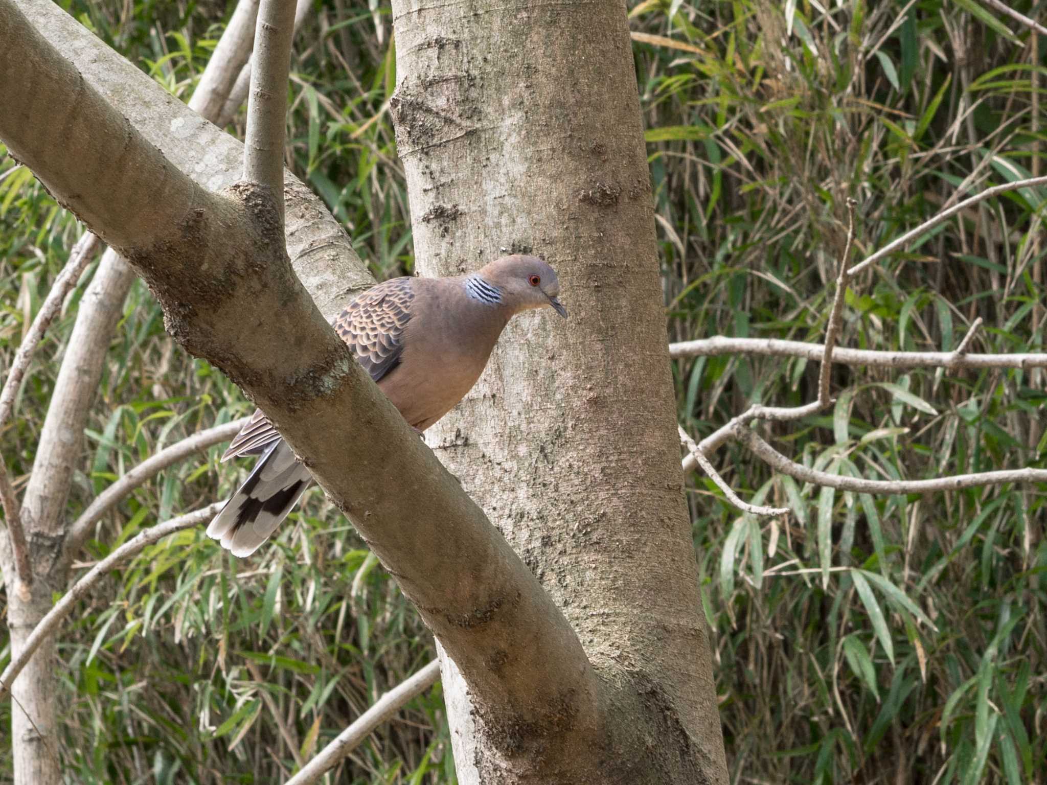 Photo of Oriental Turtle Dove at Maioka Park by Tosh@Bird