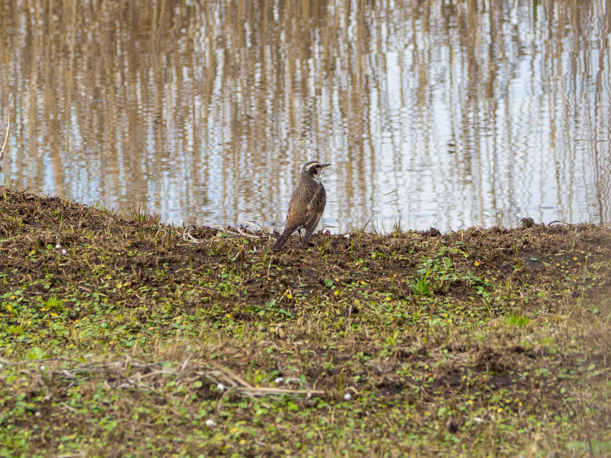 Dusky Thrush