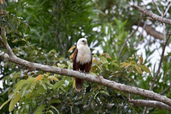 Brahminy Kite Iron Range National Park Tue, 10/15/2019