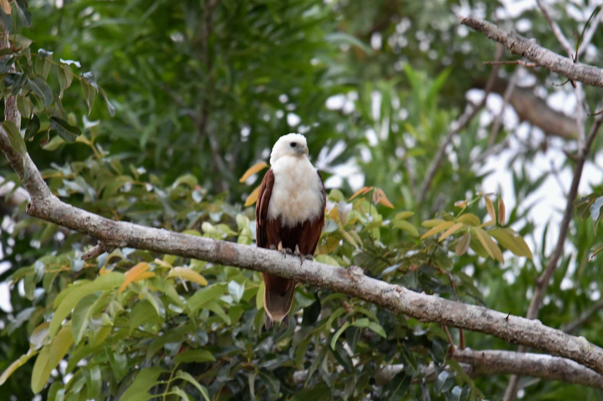 Photo of Brahminy Kite at Iron Range National Park by あひる