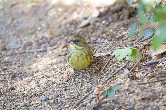 明治神宮 アオジの写真 by natoto