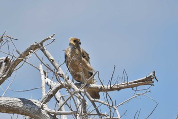 Whistling Kite Iron Range National Park Tue, 10/15/2019