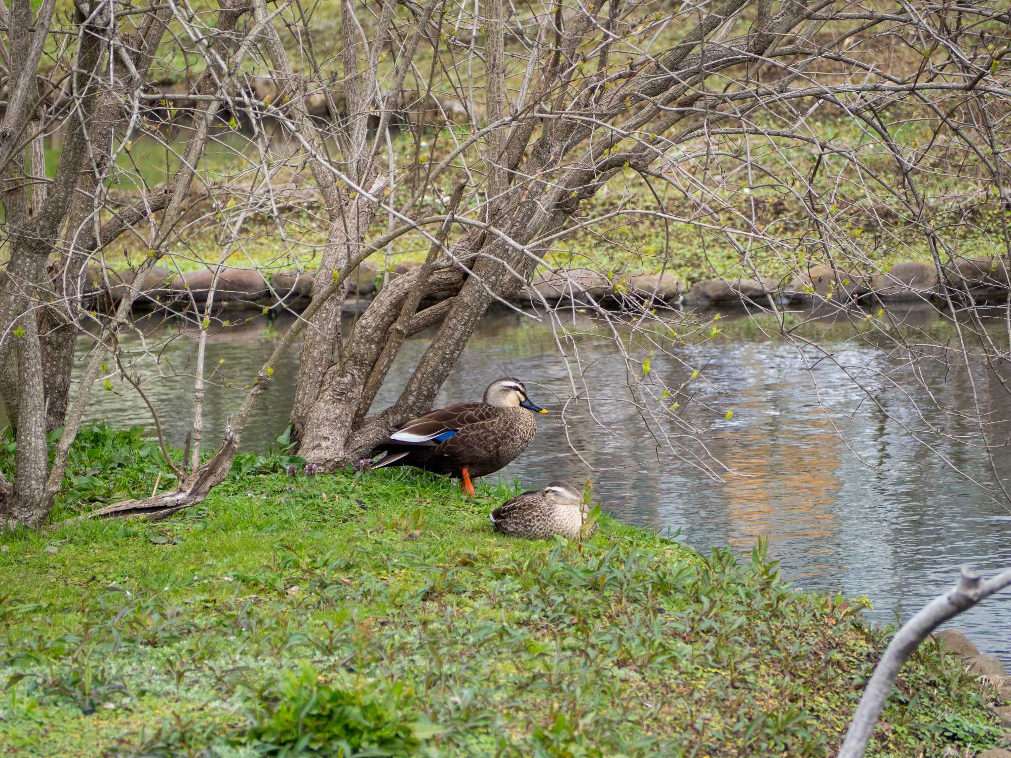 蟹ヶ谷公園 カルガモの写真 by Tosh@Bird