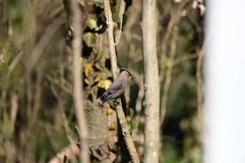 Japanese Waxwing Asaba Biotope Mon, 2/24/2020