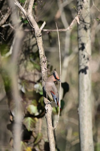 Japanese Waxwing Asaba Biotope Mon, 2/24/2020