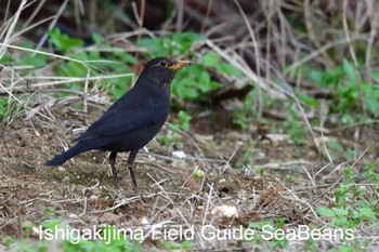 Chinese Blackbird Ishigaki Island Fri, 3/13/2020