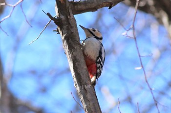 Great Spotted Woodpecker Karuizawa wild bird forest Thu, 3/12/2020