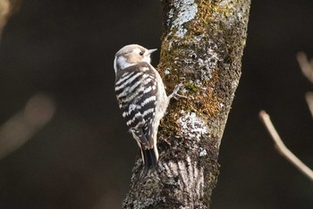 Japanese Pygmy Woodpecker 桐生自然観察の森 Fri, 3/13/2020