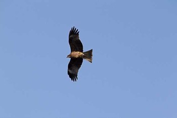 トビ 東京港野鳥公園 2016年1月16日(土)