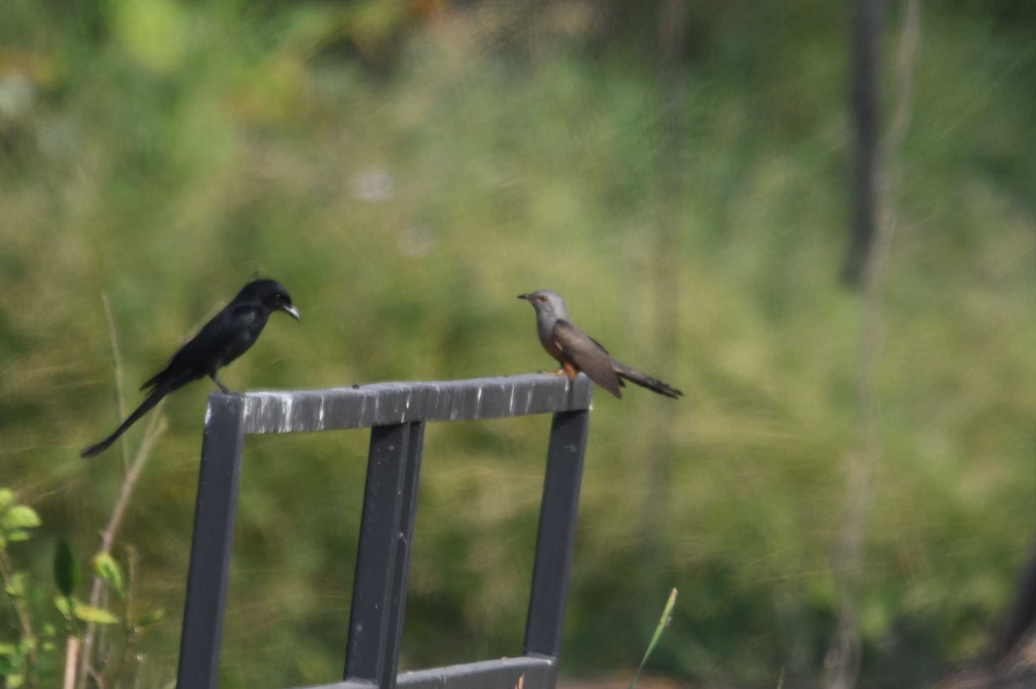 Plaintive Cuckoo