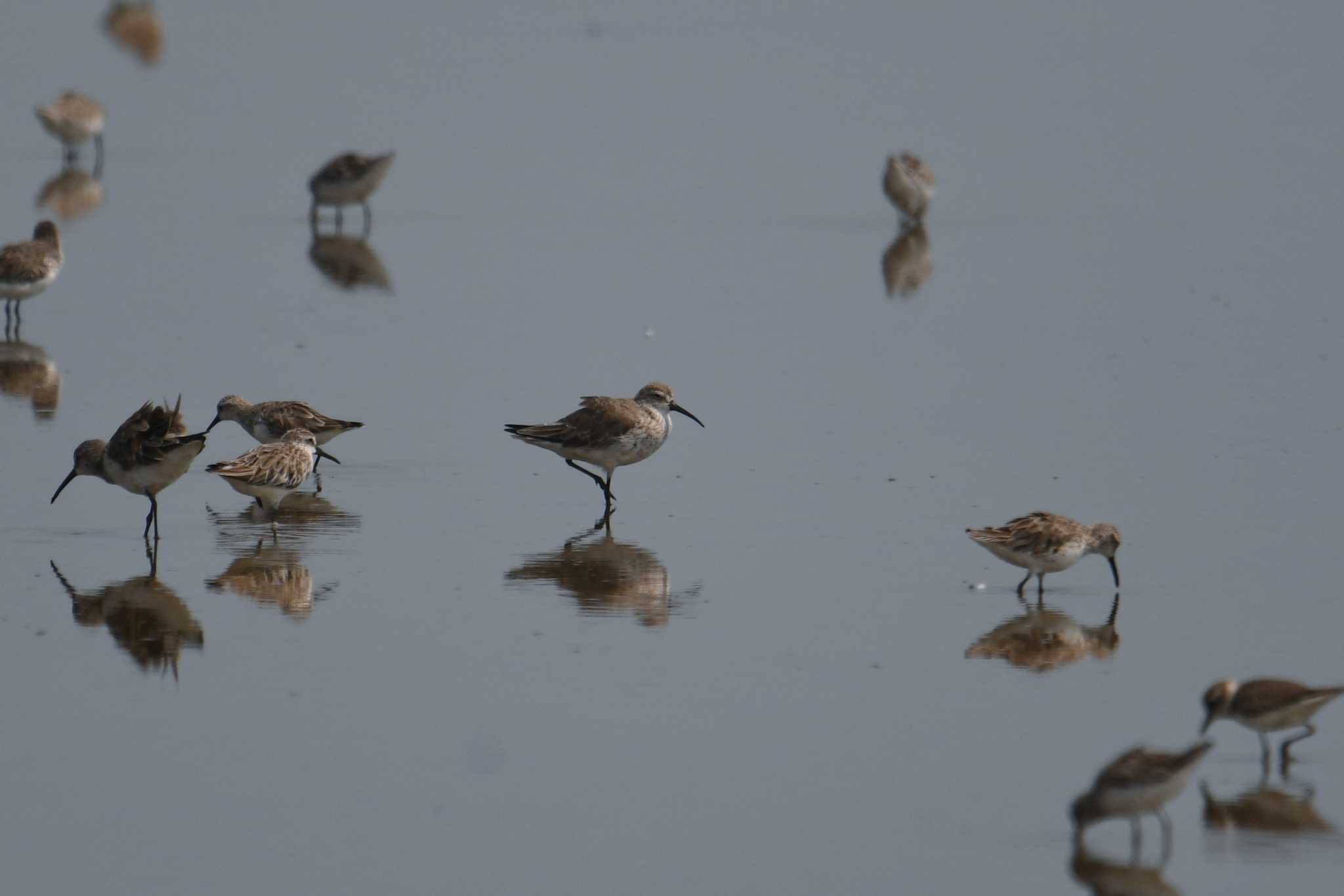 Curlew Sandpiper