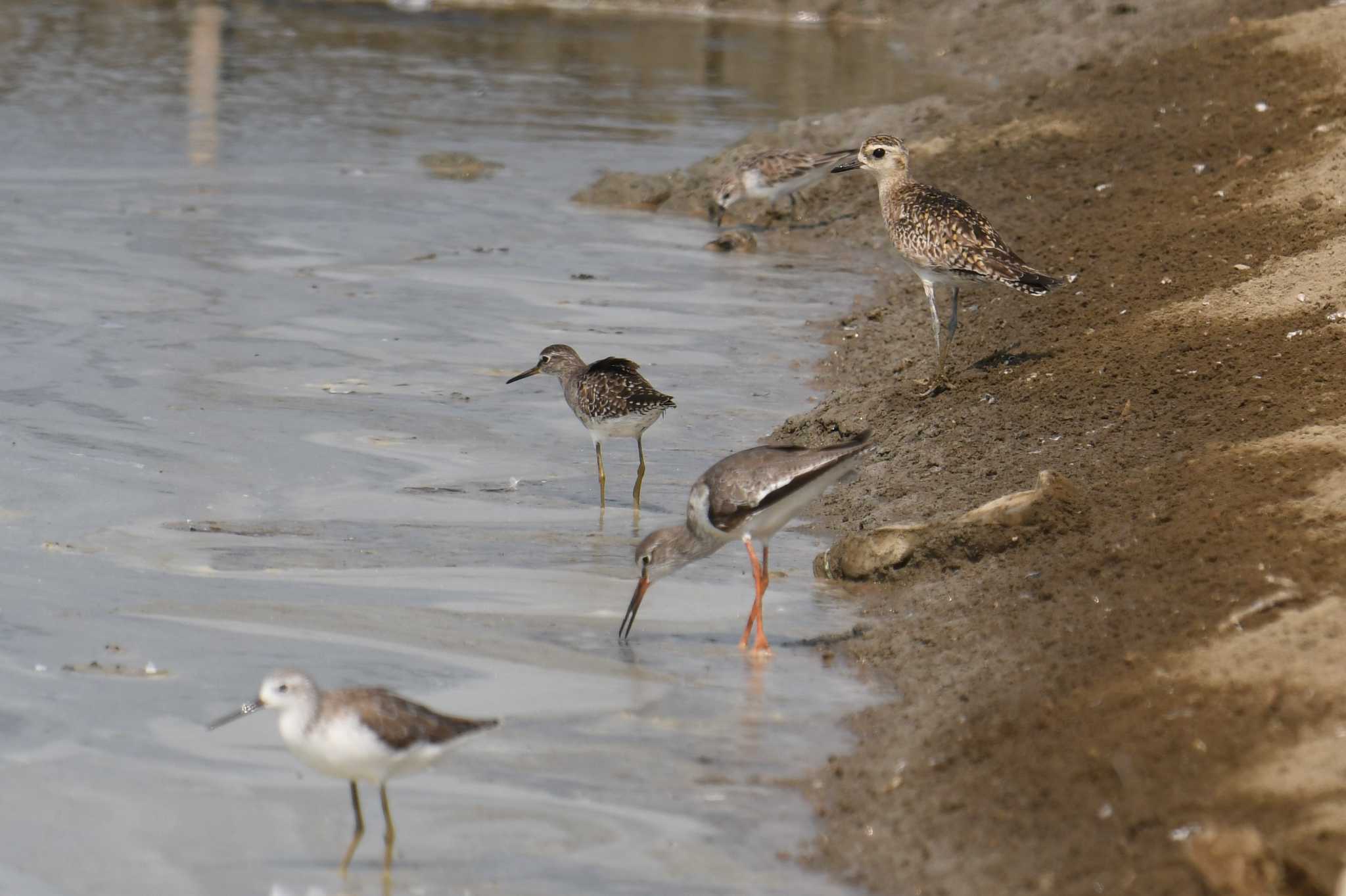 Pacific Golden Plover