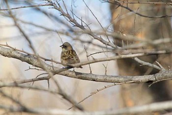 アオジ 東京港野鳥公園 2016年1月16日(土)