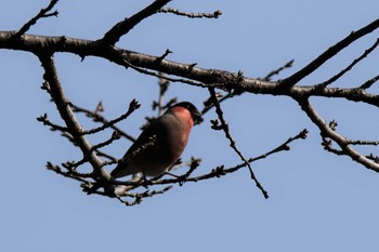 Eurasian Bullfinch(rosacea) Machida Yakushiike Park Sat, 2/28/2015