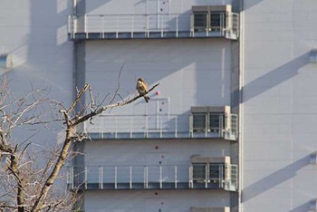 トビ 東京港野鳥公園 2016年1月16日(土)