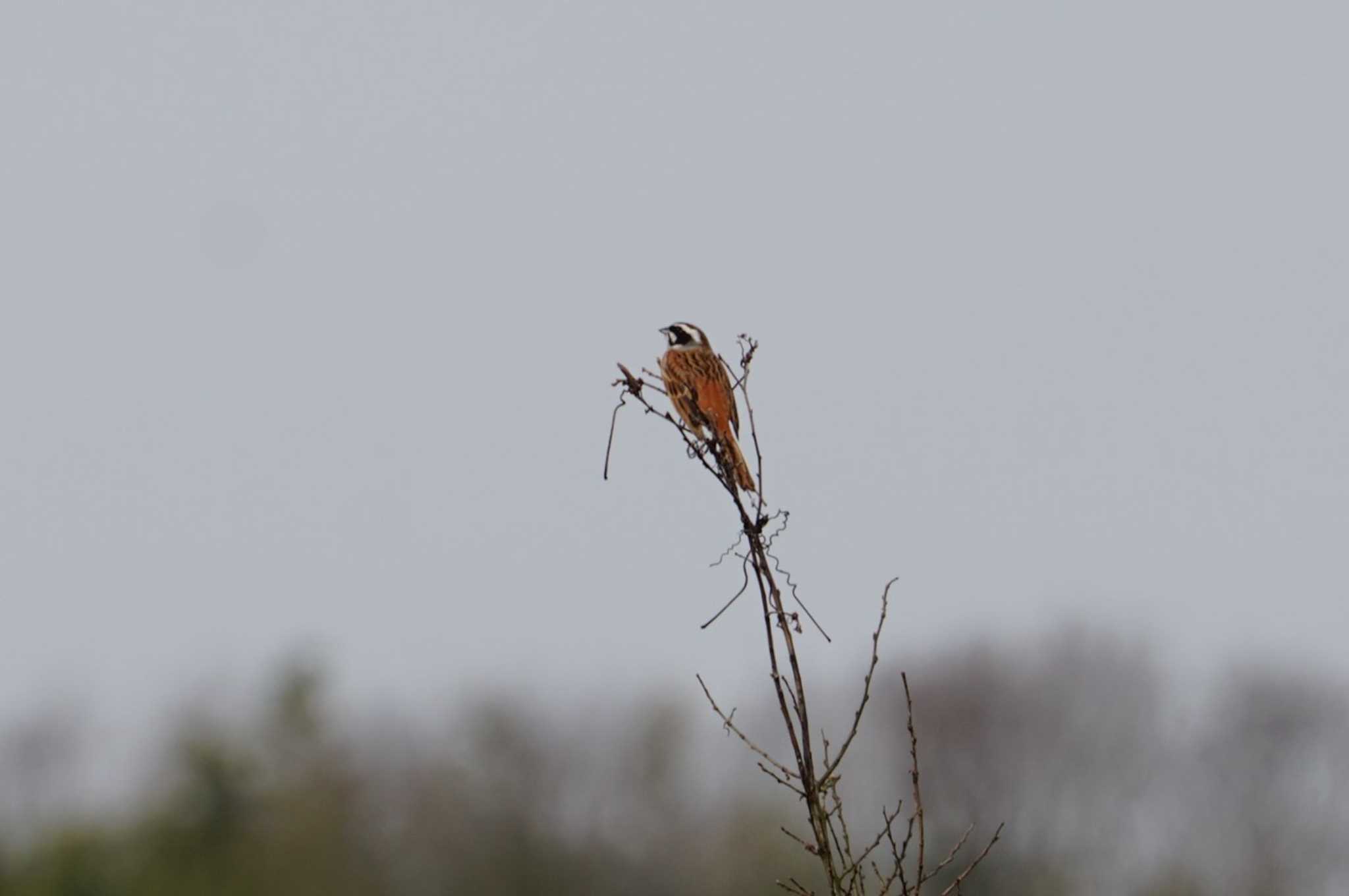 Meadow Bunting