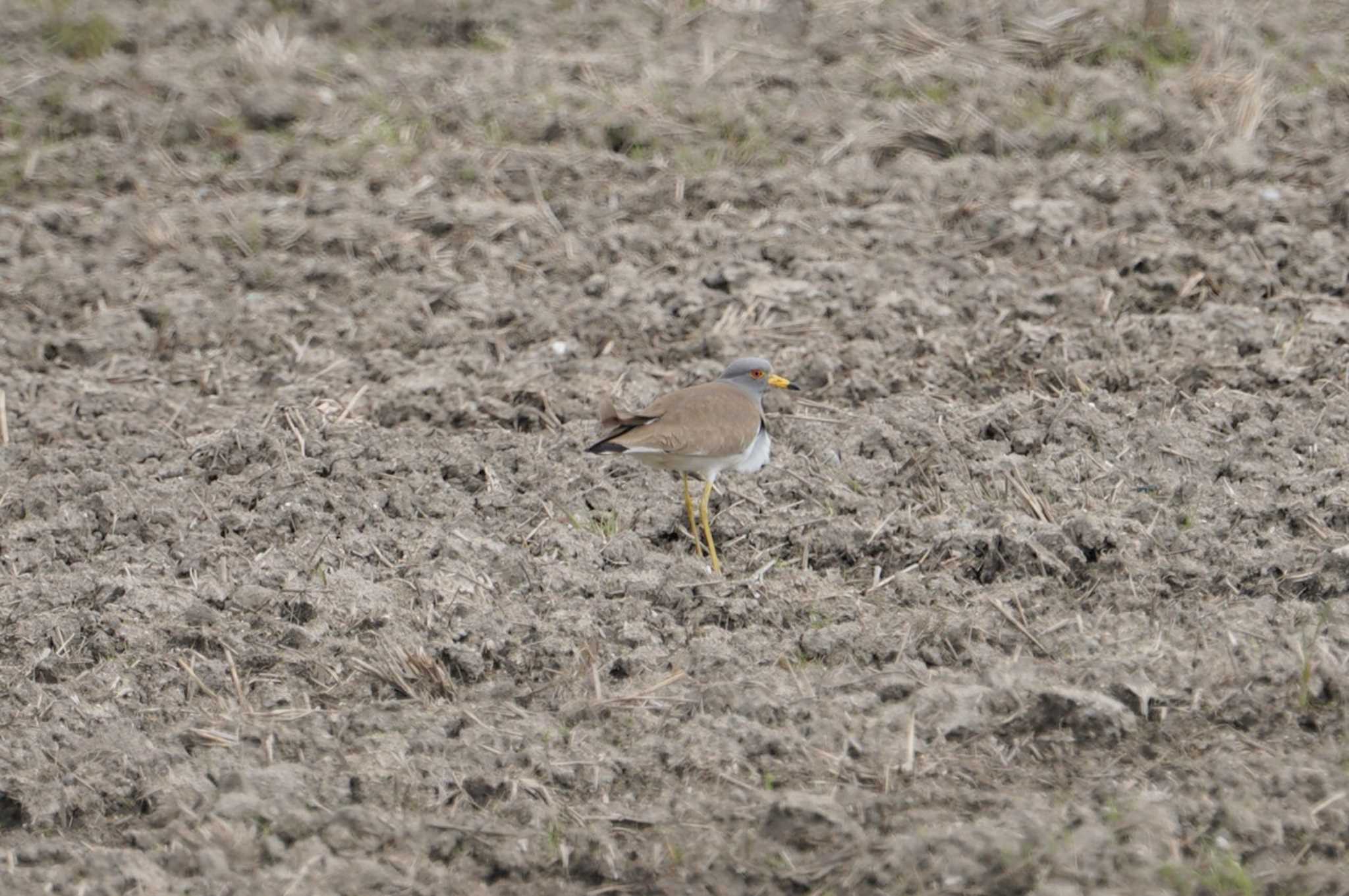 Grey-headed Lapwing