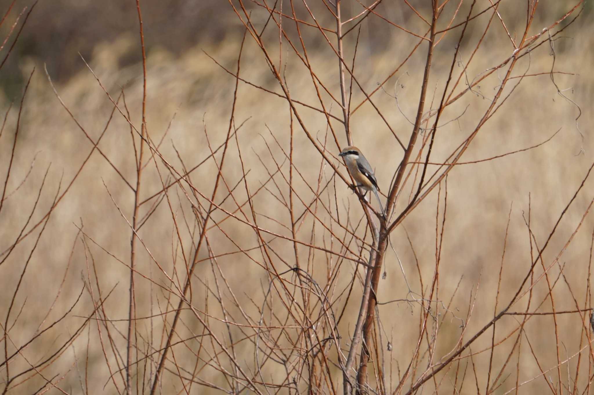 Photo of Bull-headed Shrike at 道場 by マル