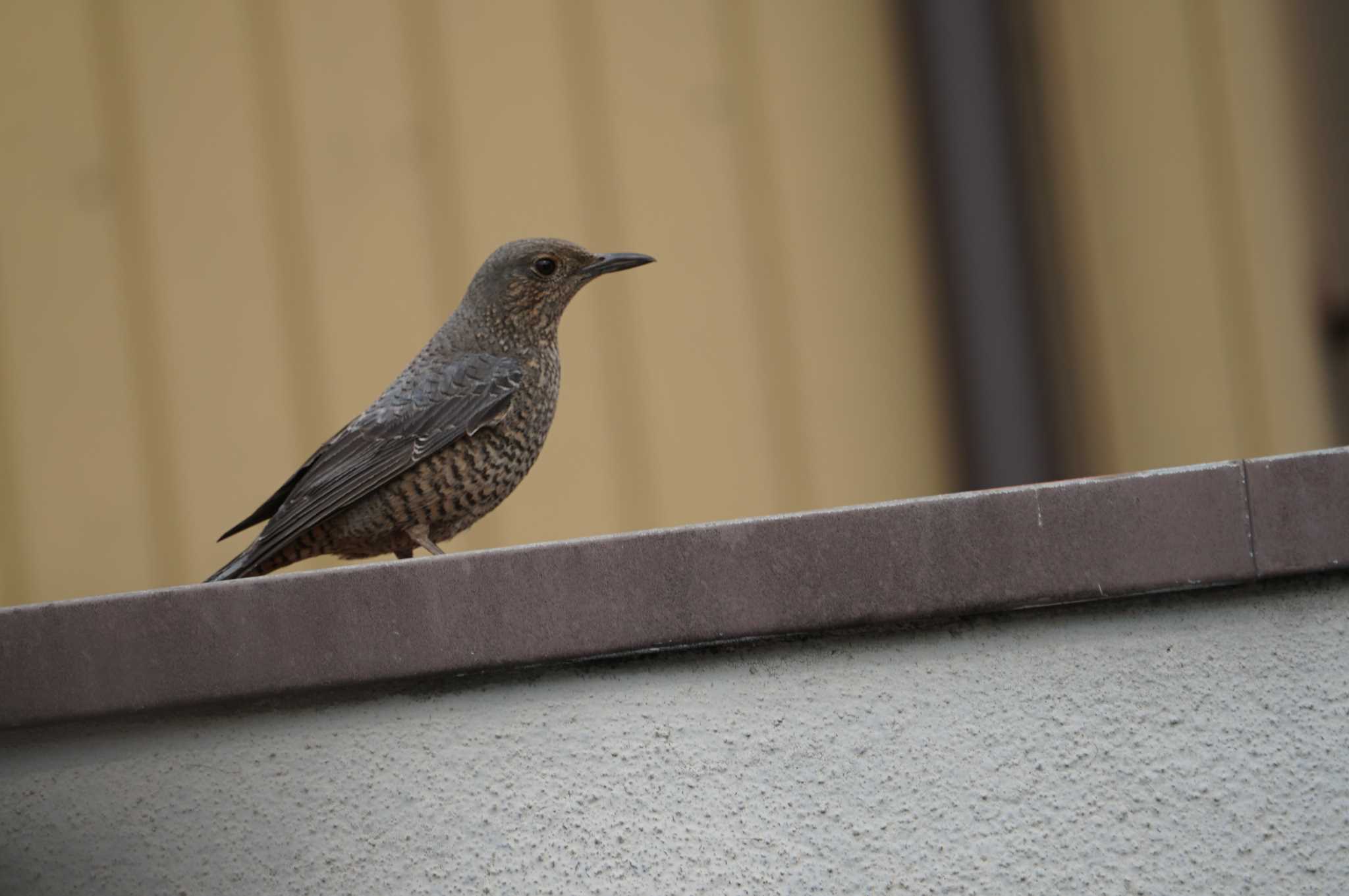 Blue Rock Thrush