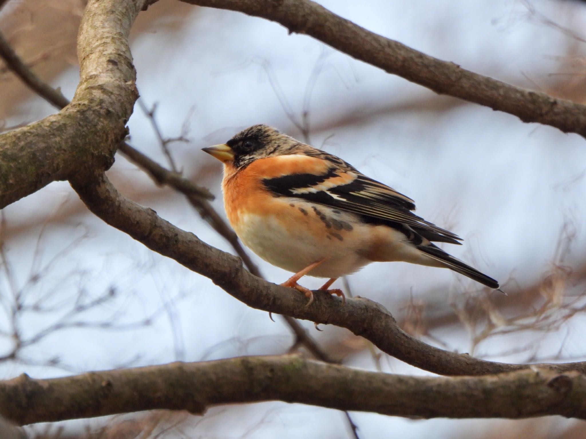 Photo of Brambling at Mine Park by なおんなおん