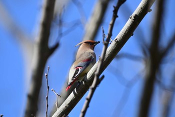 Japanese Waxwing Asaba Biotope Mon, 2/24/2020