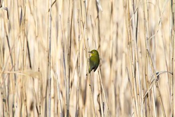 メジロ 東京港野鳥公園 2016年1月16日(土)