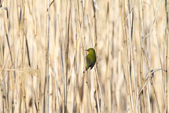 東京港野鳥公園 メジロの写真 by natoto