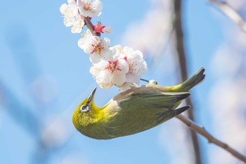 Warbling White-eye 石ケ谷公園 Mon, 3/2/2020