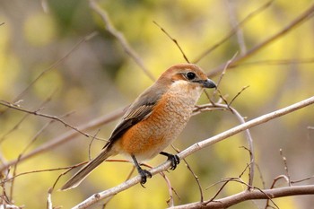 モズ 神代植物公園 2020年3月13日(金)