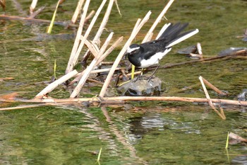 2020年3月12日(木) 野川の野鳥観察記録