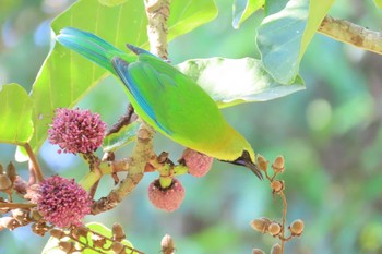 Blue-winged Leafbird Dong Phayayen-Khao Yai Forest Complex Thu, 3/12/2020