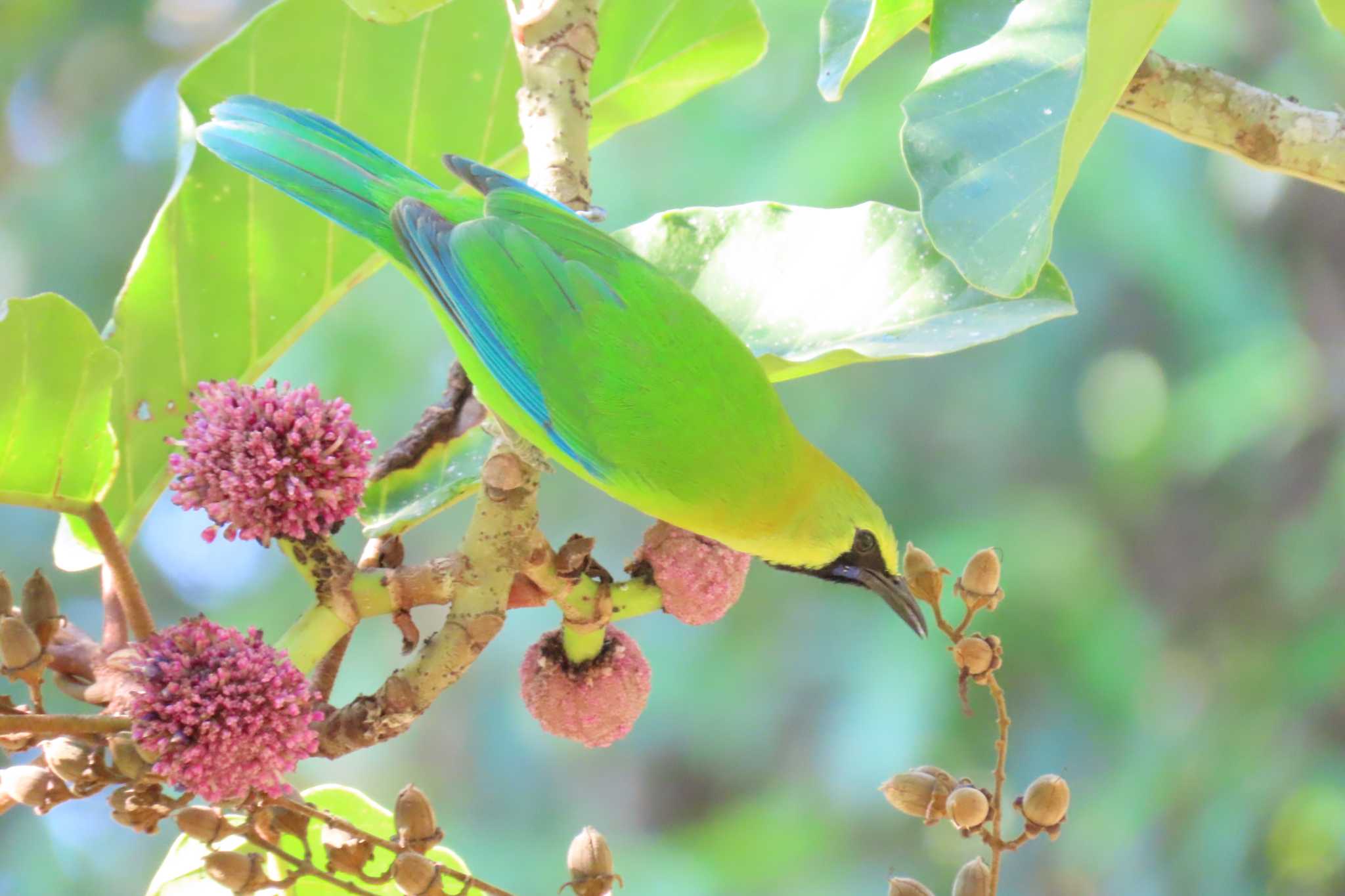 Photo of Blue-winged Leafbird at Dong Phayayen-Khao Yai Forest Complex by span265