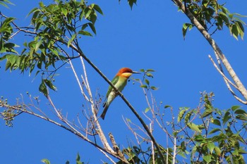 Chestnut-headed Bee-eater Dong Phayayen-Khao Yai Forest Complex Thu, 3/12/2020