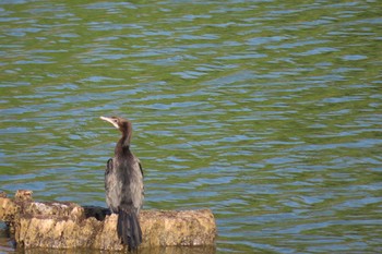 Little Cormorant Dong Phayayen-Khao Yai Forest Complex Thu, 3/12/2020