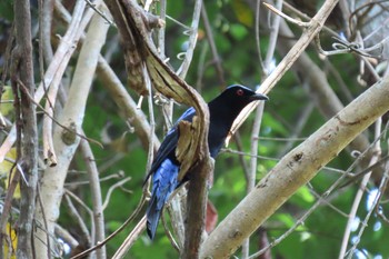 Asian Fairy-bluebird Dong Phayayen-Khao Yai Forest Complex Thu, 3/12/2020