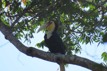 シワコブサイチョウ Dong Phayayen-Khao Yai Forest Complex 2020年3月12日(木)