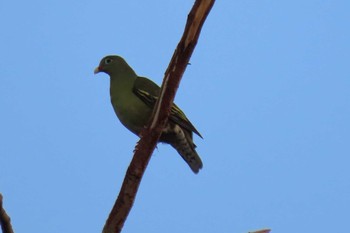 Thick-billed Green Pigeon Dong Phayayen-Khao Yai Forest Complex Thu, 3/12/2020