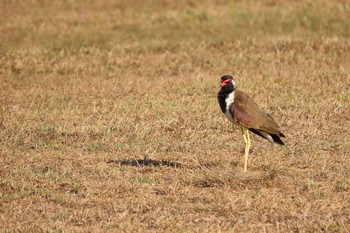 Red-wattled Lapwing Dong Phayayen-Khao Yai Forest Complex Thu, 3/12/2020