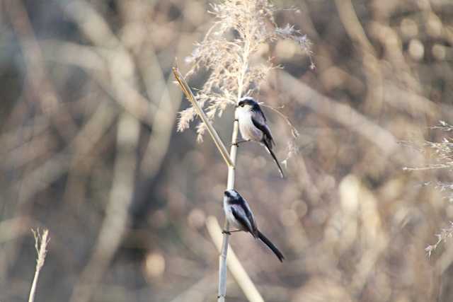 東京港野鳥公園 エナガの写真 by natoto