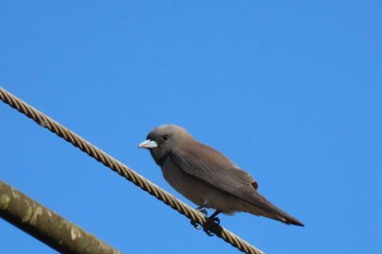 Ashy Woodswallow Dong Phayayen-Khao Yai Forest Complex Thu, 3/12/2020