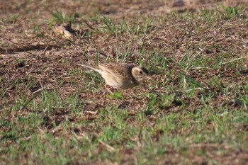 Thu, 3/12/2020 Birding report at Dong Phayayen-Khao Yai Forest Complex