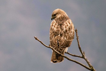 Eastern Buzzard 新潟市 Sat, 3/14/2020