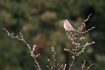 Rustic Bunting 新潟市 Sat, 3/14/2020