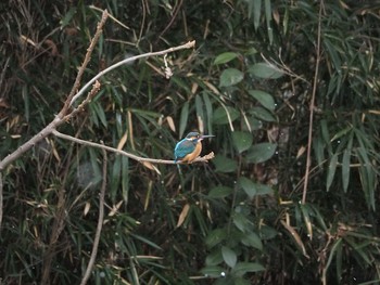 Common Kingfisher Aobayama Park Sun, 2/9/2020