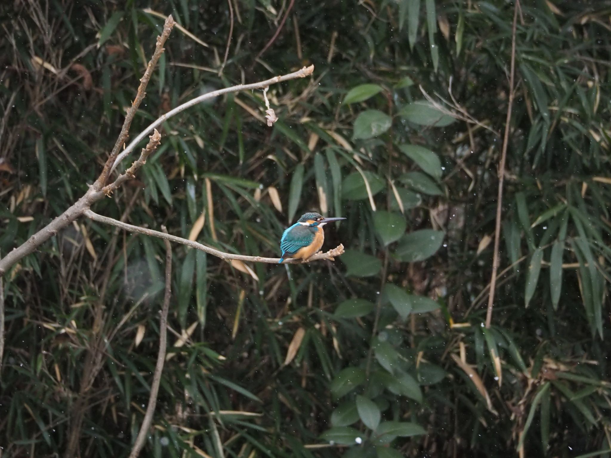 Photo of Common Kingfisher at Aobayama Park by Yoshiro