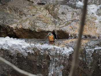 Common Kingfisher Aobayama Park Sun, 2/9/2020